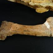 Waitaki penguin. Left femur of holotype in Geology Museum, University of Otago, registration number OU 12652. Waihao Valley, South Canterbury. Image &copy; Used with permission, Geology Museum, University of Otago by Alan Tennyson