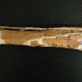 Waitaki penguin. Right tibiotarsus of holotype in Geology Museum, University of Otago, registration number OU 12652. Waihao Valley, South Canterbury. Image &copy; Used with permission, Geology Museum, University of Otago by Alan Tennyson