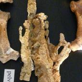 Grebneff's penguin. Pelvis of holotype in Geology Museum, University of Otago, registration number OU 22094. . Image &copy; Used with permission, Geology Museum, University of Otago by Alan Tennyson