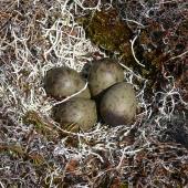 Bar-tailed godwit. Nest with 4 eggs in upland tundra. Yukon-Kuskokwim Delta, Alaska, June 2008. Image &copy; Keith Woodley by Keith Woodley