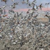 Bar-tailed godwit | Kuaka. Flock landing on fishpond wall while on northward migration. Yalu Jiang National Nature Reserve, China, April 2010. Image &copy; Phil Battley by Phil Battley