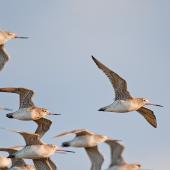 Bar-tailed godwit. Ventral view of flock in flight showing underwings. Ohiwa Harbour, January 2011. Image &copy; Tony Whitehead by Tony Whitehead www.wildlight.co.nz