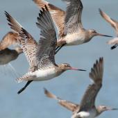 Bar-tailed godwit. Non-breeding adults in flight. Manawatu River estuary, October 2013. Image &copy; Roger Smith by Roger Smith