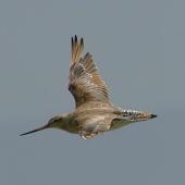 Bar-tailed godwit | Kuaka. Dorsal view of non-breeding adult in flight. Kidds Beach. Image &copy; Noel Knight by Noel Knight