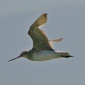 Bar-tailed godwit | Kuaka. Adult in flight showing underwing. Kidds Beach. Image &copy; Noel Knight by Noel Knight