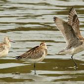 Bar-tailed godwit | Kuaka. Non-breeding adult (right) showing underwing. Wanganui, November 2009. Image &copy; Ormond Torr by Ormond Torr