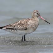 Bar-tailed godwit | Kuaka. A juvenile, showing the characteristic notched upperpart feathers. Note how the pale fringes of the juvenile plumage have eroded away, leaving the stronger dark brown central parts intact. Manawatu River estuary, December 2008. Image &copy; Phil Battley by Phil Battley