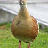 Plumed whistling duck. Adult front-on. Anderson Park, Napier, January 2016. Image &copy; Oscar Thomas by Oscar Thomas https://www.flickr.com/photos/kokakola11/albums