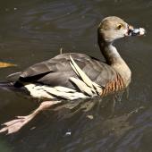 Plumed whistling duck. Adult swimming. Port Douglas,  Queensland,  Australia, August 2015. Image &copy; Rebecca Bowater by Rebecca Bowater FPSNZ AFIAP www.floraandfauna.co.nz