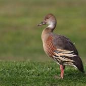 Plumed whistling duck. Adult standing on grass. Anderson Park, Taradale, Napier, August 2014. Image &copy; Adam Clarke by Adam Clarke