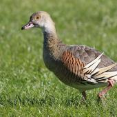 Plumed whistling duck. Adult. Napier, October 2014. Image &copy; Gary Stone by Gary Stone