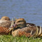 Plumed whistling duck. Two adults roosting. Napier, October 2014. Image &copy; Gary Stone by Gary Stone