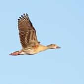 Plumed whistling duck. Adult in flight. Broome sewage works, Broome, Western Australia, August 2018. Image &copy; Glenn Pure 2018 birdlifephotography.org.au by Glenn Pure