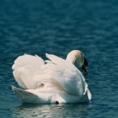 Mute swan. Rear view of adult on water. . Image &copy; Department of Conservation ( image ref: 10033339 ) by Murray Williams, Department of Conservation  Courtesy of Department of Conservation