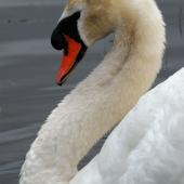 Mute swan. Close view of male (cob) head and neck. Harts Creek, December 2009. Image &copy; Peter Reese by Peter Reese