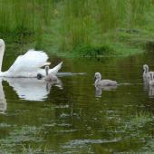 Mute swan. Female (pen) with cygnets. Harts Creek, December 2009. Image &copy; Peter Reese by Peter Reese