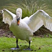 Mute swan | Wāna. Captive bird stretching wings. Hamilton, October 2012. Image &copy; Raewyn Adams by Raewyn Adams