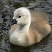 Mute swan. Young cygnet. Wanganui, November 2012. Image &copy; Ormond Torr by Ormond Torr