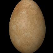Mute swan | Wāna. Egg 112.7 x 75.4 mm (NMNZ OR.016453, collected by NZ Wildlife Service). Waikato. Image &copy; Te Papa by Jean-Claude Stahl