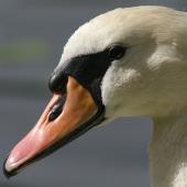 Mute swan | Wāna. Close view of female (pen) adult . Wanganui, January 2005. Image &copy; Ormond Torr by Ormond Torr