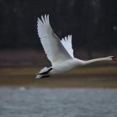 Mute swan. Adult in flight. Lac d'Orient, France, January 2016. Image &copy; Cyril Vathelet by Cyril Vathelet