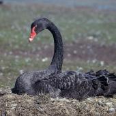 Black swan | Kakīānau. Adult on nest. Birdlings Flat, Lake Ellesmere. Image &copy; Department of Conservation ( image ref: 10035177 ) by Peter Morrison Courtesy of Department of Conservation