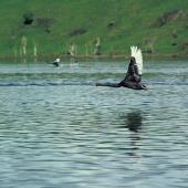 Black swan | Kakīānau. Adult in flight. Lake Whangape, October 1980. Image &copy; Department of Conservation ( image ref: 10042534 ) by John Kendrick, Department of Conservation  Courtesy of Department of Conservation