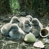 Black swan. Cygnets in nest. Lake Ellesmere, March 1972. Image &copy; Department of Conservation ( image ref: 10037551 ) by Gerrard Findlay Department of Conservation  Courtesy of Department of Conservation&nbsp;