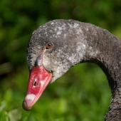Black swan. Close view of immature head. Wanganui, September 2005. Image &copy; Ormond Torr by Ormond Torr
