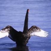 Black swan. Front view of spreading wings. Lake Taupo, January 2013. Image &copy; Albert Aanensen by Albert Aanensen