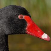 Black swan | Kakīānau. Close view of adult head in profile. Lake Rotoiti, May 2007. Image &copy; Peter Reese by Peter Reese