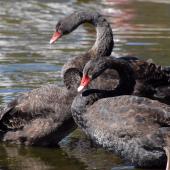 Black swan. Three juveniles. Lake Rotoiti, April 2010. Image &copy; Peter Reese by Peter Reese