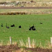 Black swan. Flock feeding on pasture. Canterbury, July 2010. Image &copy; Peter Reese by Peter Reese