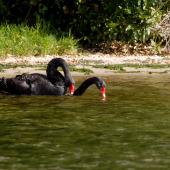 Black swan. Pair mating. Lake Rotoiti, April 2007. Image &copy; Peter Reese by Peter Reese