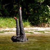 Black swan. Pair displaying post copulation. Lake Rotoiti, May 2007. Image &copy; Peter Reese by Peter Reese