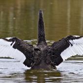 Black swan. Adult beating wings showing colouring. Lake Okareka, September 2012. Image &copy; Raewyn Adams by Raewyn Adams