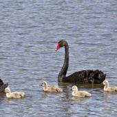 Black swan | Kakīānau. Adult pair with cygnets. Nelson sewage ponds, September 2015. Image &copy; Rebecca Bowater by Rebecca Bowater FPSNZ AFIAP www.floraandfauna.co.nz