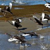 Black swan | Kakīānau. Adults taking flight. Pakawau Beach, Golden Bay, March 2014. Image &copy; Rebecca Bowater by Rebecca Bowater FPSNZ AFIAP www.floraandfauna.co.nz
