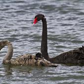 Black swan. Parent with juvenile.. Hamurana Springs, October 2012. Image &copy; Raewyn Adams by Raewyn Adams