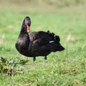 Black swan. Adult grazing. Ayrlies Gardens, Whitford, September 2016. Image &copy; Marie-Louise Myburgh by Marie-Louise Myburgh