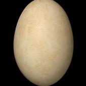 Black swan | Kakīānau. Egg 100.9 x 68.4 mm (NMNZ OR.018751, collected by Frederich-Carl Kinsky). Lake Wairarapa, October 1950. Image &copy; Te Papa by Jean-Claude Stahl