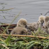 Black swan | Kakīānau. Four newly hatched cygnets on nest. Nelson sewage ponds, March 2017. Image &copy; Rebecca Bowater by Rebeccca Bowater www.floraandfauna.co.nz