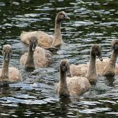 Black swan. Cygnets on water. Wanganui, October 2011. Image &copy; Ormond Torr by Ormond Torr