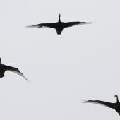 Black swan | Kakīānau. Ventral view of three adults in flight. Manawatu River estuary, March 2012. Image &copy; Phil Battley by Phil Battley