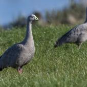 Cape Barren goose. Pair. Fortrose, Southland, June 2022. Image &copy; Glenda Rees by Glenda Rees https://www.facebook.com/NZBAONP,&nbsp;&nbsp;https://www.flickr.com/photos/nzsamphotofanatic/