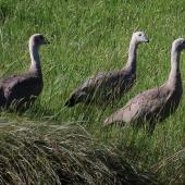 Cape Barren goose. 2 adults and gosling. St Anne's Lagoon, November 2019. Image &copy; Scott Brooks (ourspot) by Scott Brooks