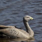 Cape Barren goose. Adult swimming. Travis Wetland,  Christchurch, February 2019. Image &copy; Grahame Bell by Grahame Bell