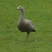 Cape Barren goose. Standing on one leg. Kaipara Harbour. Image &copy; Noel Knight by Noel Knight