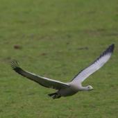 Cape Barren goose. Adult in flight with wings spread. Kaipara Harbour. Image &copy; Noel Knight by Noel Knight