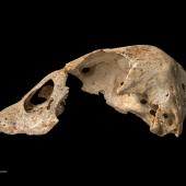 North Island goose | Tarepo. Skull, lateral. Te Papa S.035700. Wheturau Quarry, Gisborne. Image &copy; Te Papa